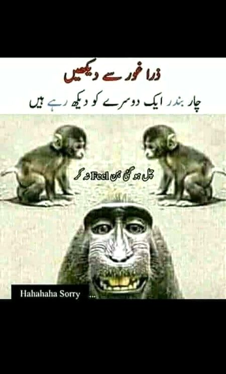 Memes & Satire image