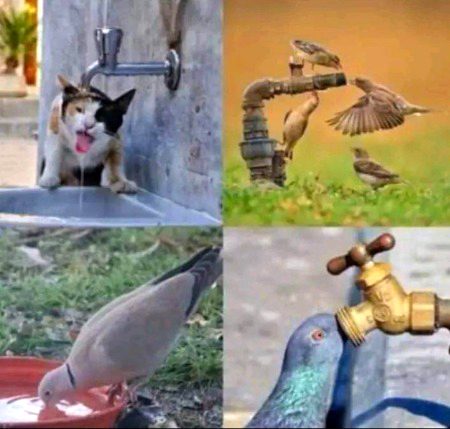 چھوڑو سب کچھ گارمیاں آ گی ہیں روزانا تھوڑا سہ پانی کسی چیز میں رکھ دیا کرو ان بے زبانوں کے لیے دیکھنا کتنا سکون ملتا ہے