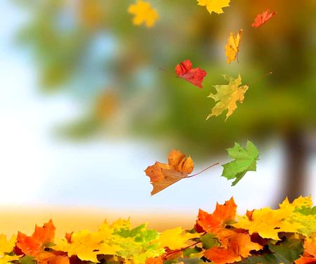 Beautiful Nature image