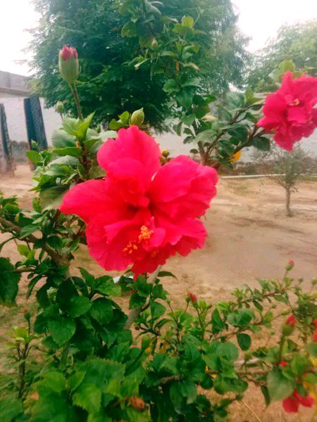 Beautiful Nature image