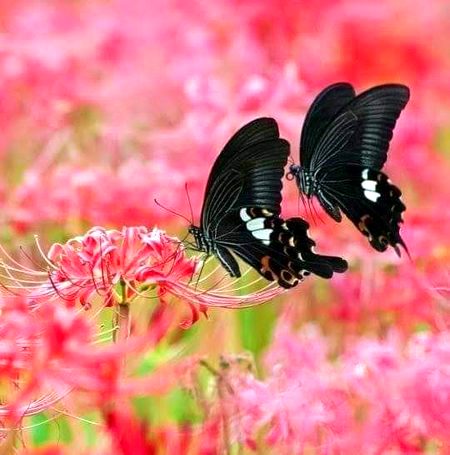 Beautiful Nature image