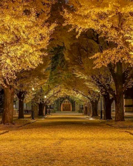 Beautiful Nature image