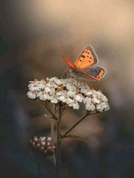 Beautiful Nature image