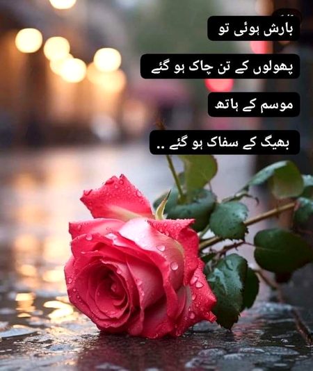 Beautiful Nature image