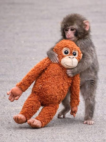 Ye bhi ek kaml ki story therii 🐒😓😞😥😭