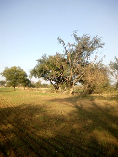 Beautiful Nature image