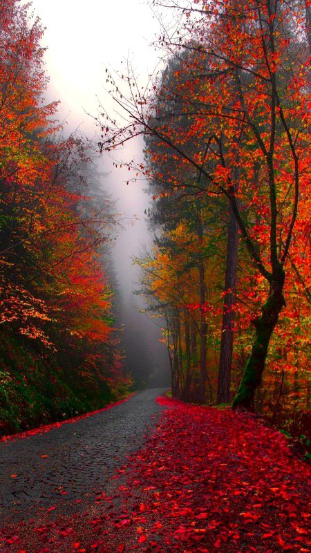 Beautiful Nature image