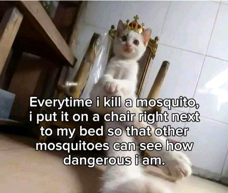 Memes & Satire image