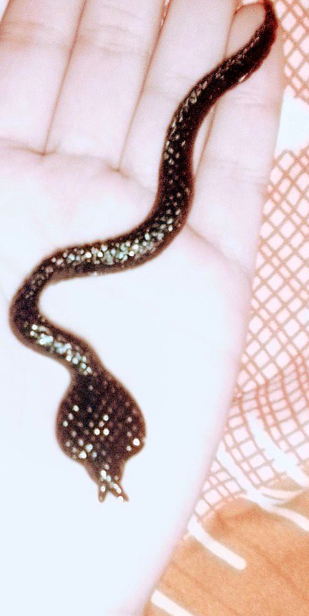 My favorite snake 🐍🐍