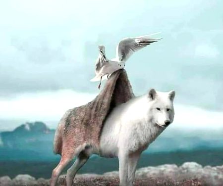 جو ان کے خول اتاروں تو بھیڑیئے نکلیں.
یہ جتنے لوگ یہاں پارسا بنے ہوئے ہیں.