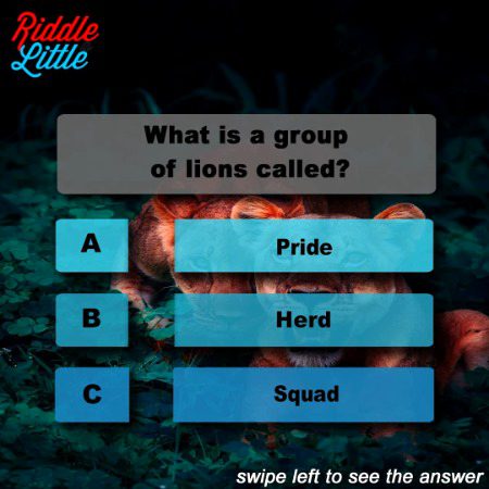 Knowledge Test image