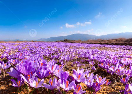 Beautiful Nature image