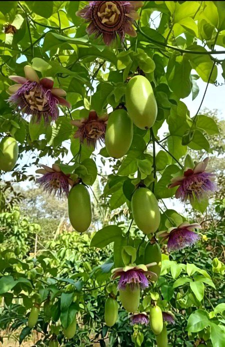 Beautiful Nature image