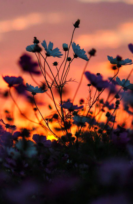 Beautiful Nature image