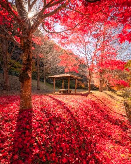 Beautiful Nature image
