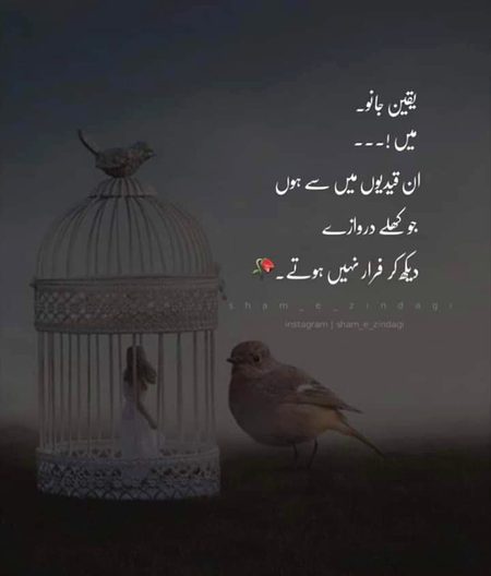 یشفاء نور