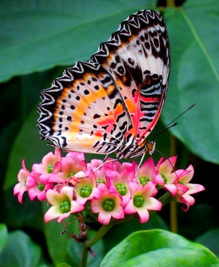 Beautiful Nature image