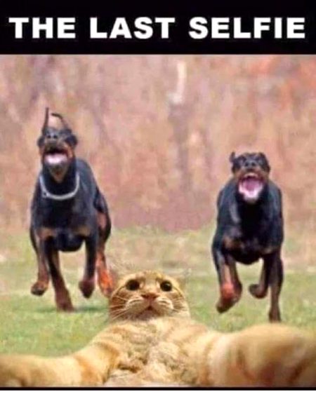 Memes & Satire image