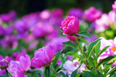 Beautiful Nature image