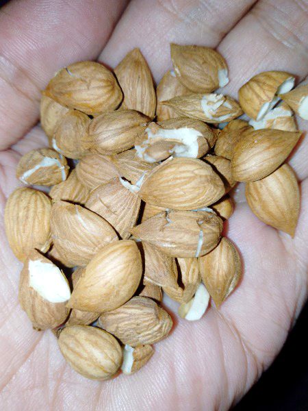 Khubani sy nikli giri