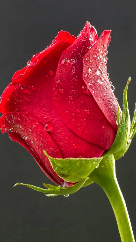 Beautiful Nature image