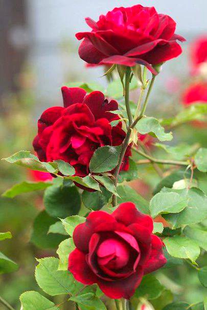 Beautiful Nature image