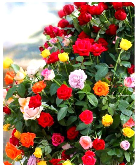 Beautiful Nature image