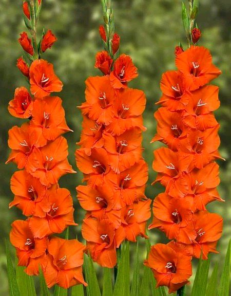 Beautiful Nature image