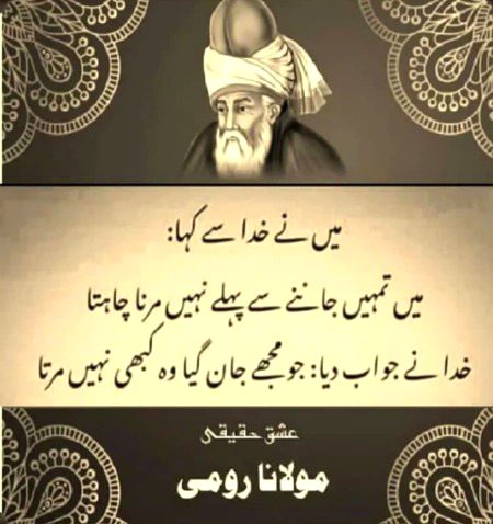 Molana romi