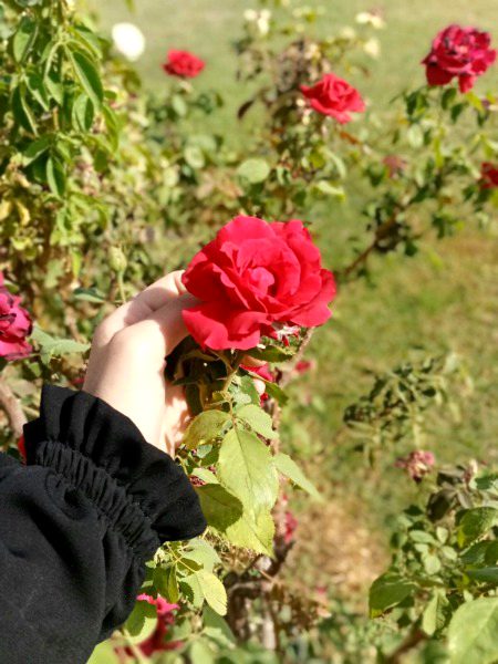 Beautiful Nature image