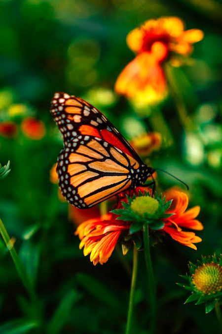 Beautiful Nature image