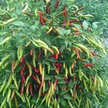 Sabzi  ki  fasal  👍