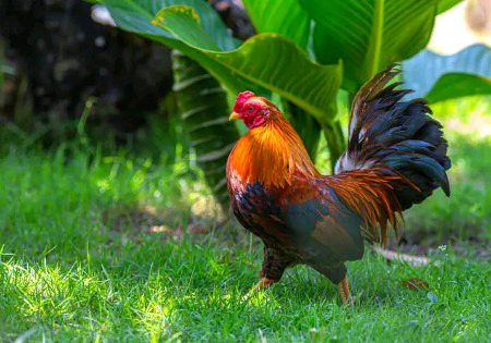 Beautiful Nature image
