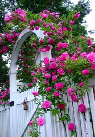 Beautiful flowers and Nice place