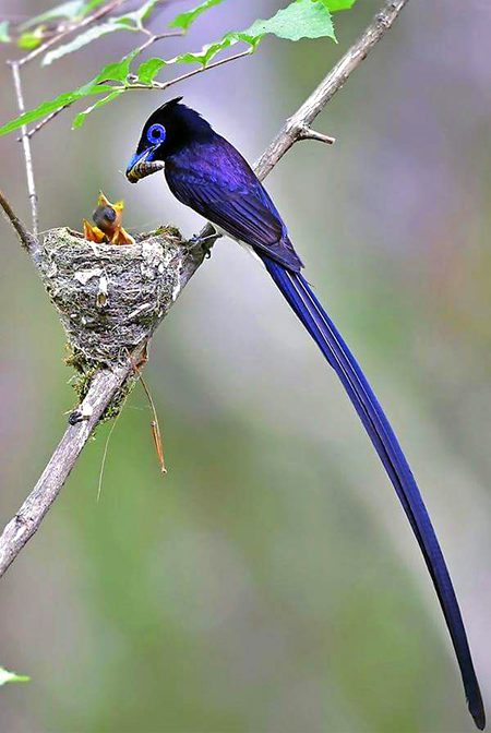Beautiful Nature image