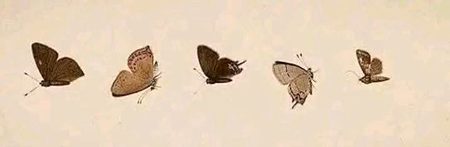 کوشش کریں کہ آپ کی وجہ سے کسی تتلی کے رنگ اور پر خراب نہ ہوں،  بھلے وہ خود ہی اڑ کر آپ کے پاس کیوں نہ آئی ہو🍁