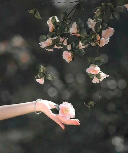 ہم وہ چاند نہیں جسے ہر کوئی بےنقاب دیکھے
ہم وہ سورج ہیں جسے دیکھ کر لوگ آنکھیں جھکا لیتے ہیں
🌹🌹🌹