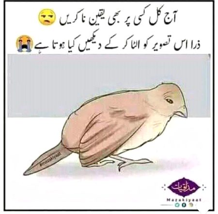 ✨✨💫💫✨✨