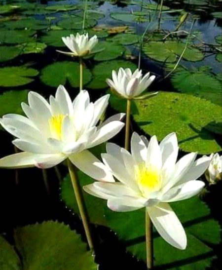 Beautiful Nature image