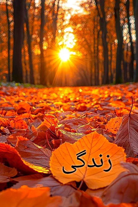 Beautiful Nature image