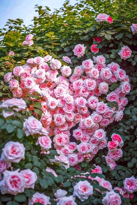 Beautiful Nature image