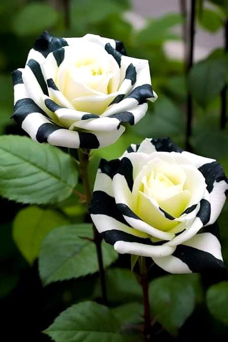 Beautiful Nature image