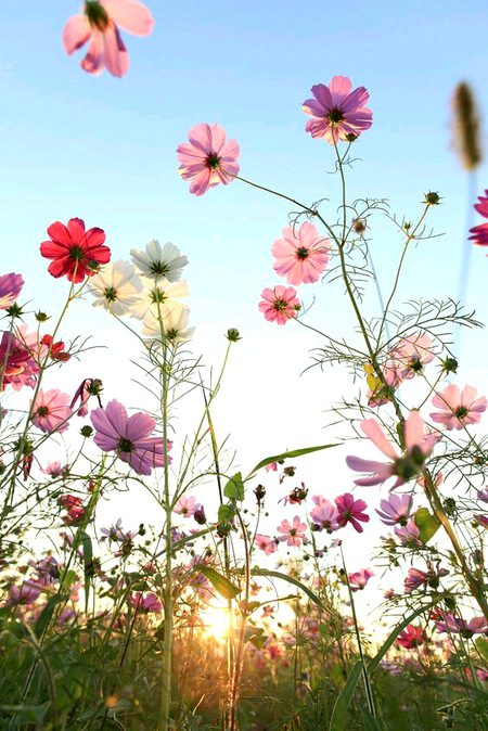 Beautiful Nature image