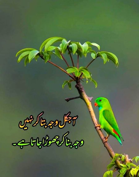 Asa q hota h S ji