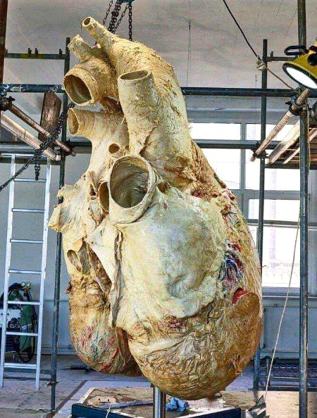 This is the HEART of the largest living creature on earth