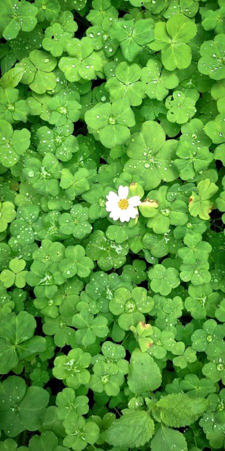 Beautiful Nature image