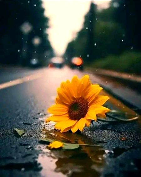 Beautiful Nature image