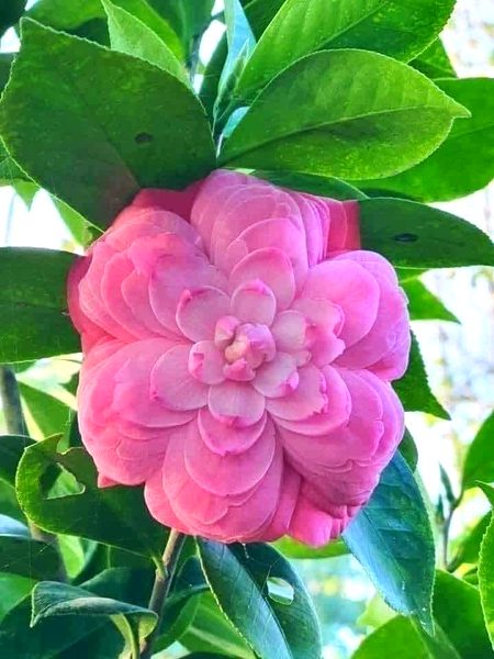 Beautiful Nature image