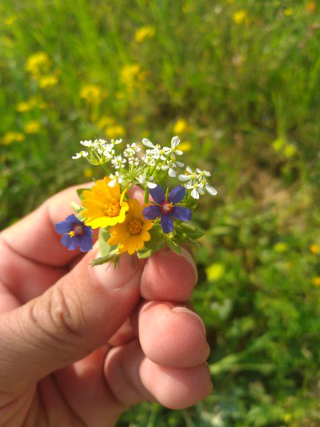 یہ بہار کا زمانہ یہ حسیں گلوں کے سائے 
 مجھے ڈر ہے باغباں کو کہیں نیند آ نہ جائے
 ZaRRaaR💔🥀