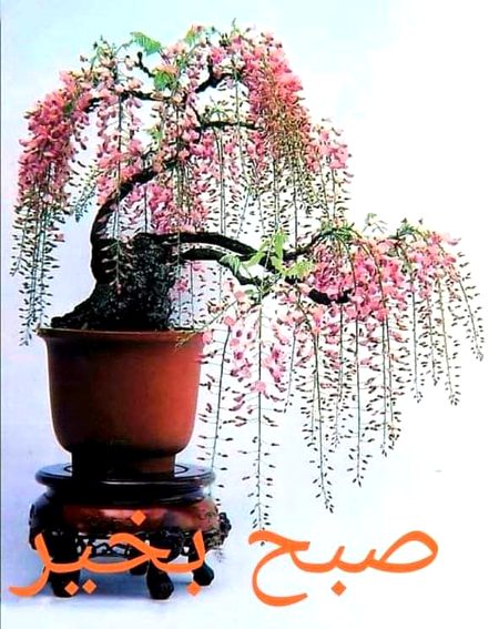 صبح بخیر